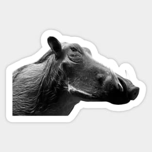 Warthog Pig / Swiss Artwork Photography Sticker